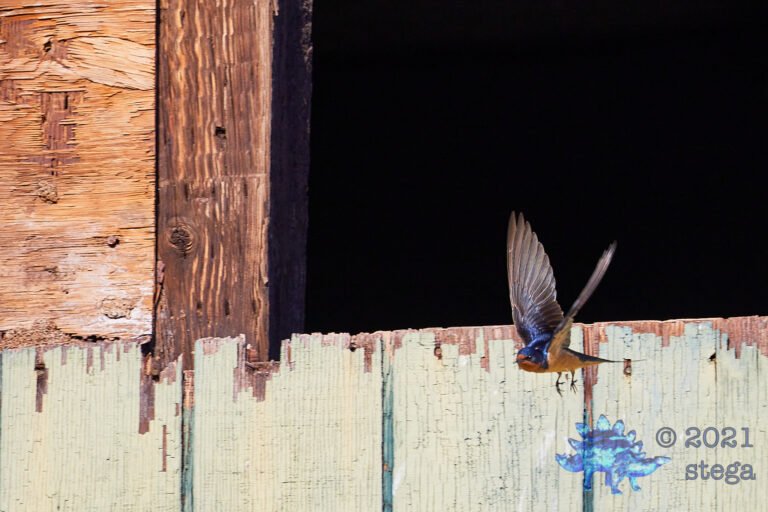 2021 Birdathon