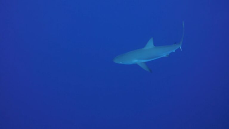 Diving Videos: Friendly Shark
