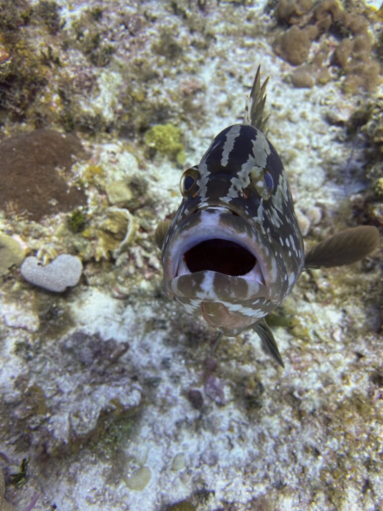 Grouper Friends